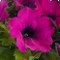 SURFINIA