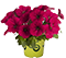 PETUNIE