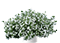 VERBENA, BAKOPA, BIDENS