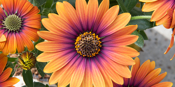 OSTEOSPERMUM - Margarétky