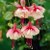 Fuchsie