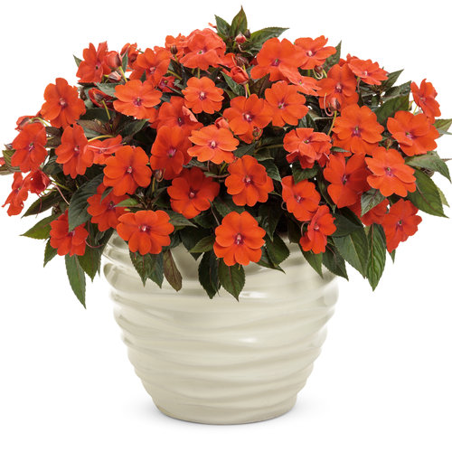 SUNPATIENS - ideálne aj na slnečné stanovisko