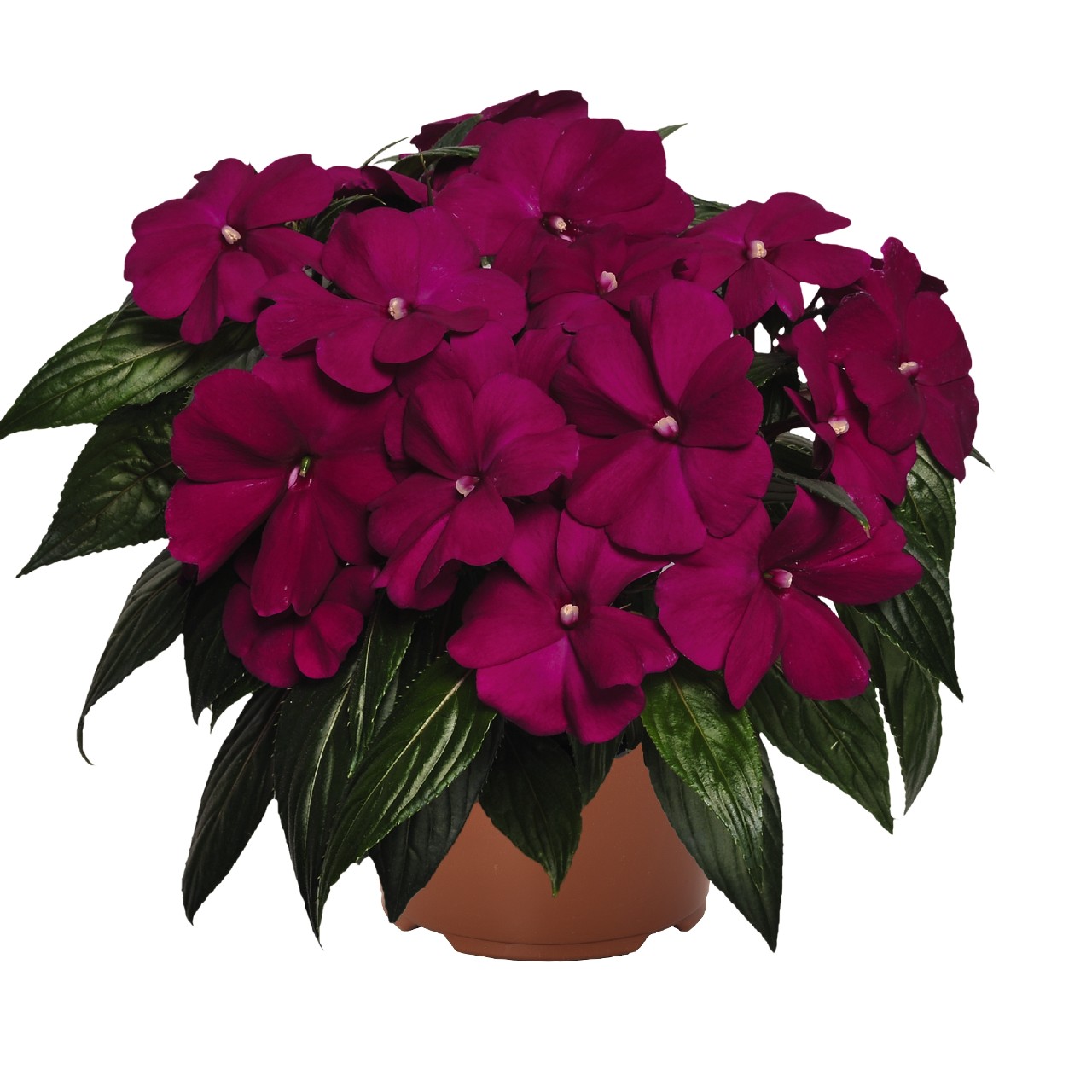 IMPATIENS NEW GUINEA - na tienisté stanovisko