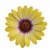 Osteospermum