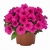 POTUNIA