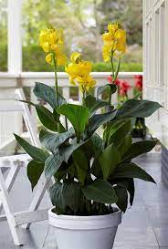 Kana - Canna Cannova RED