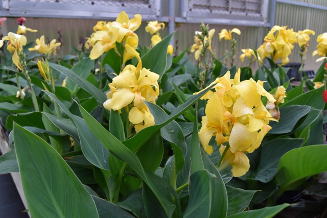 Kana - Canna Cannova RED