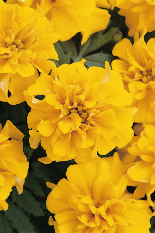 Tagetes patula - Aksamietnica žltá nízka 10 ks