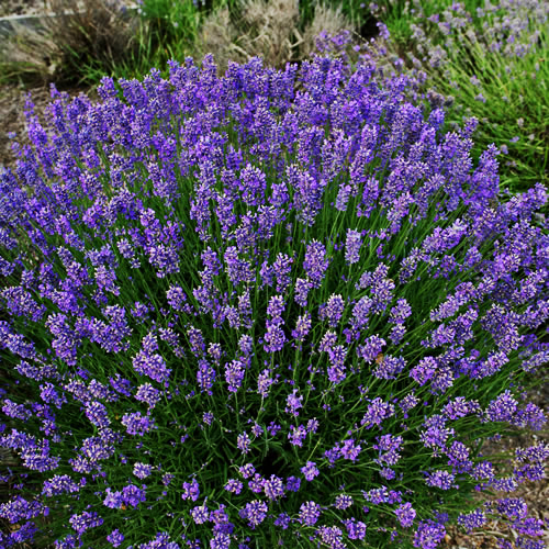 Levanduľa úzkolistá SUPER BLUE 0,4l (11cm)