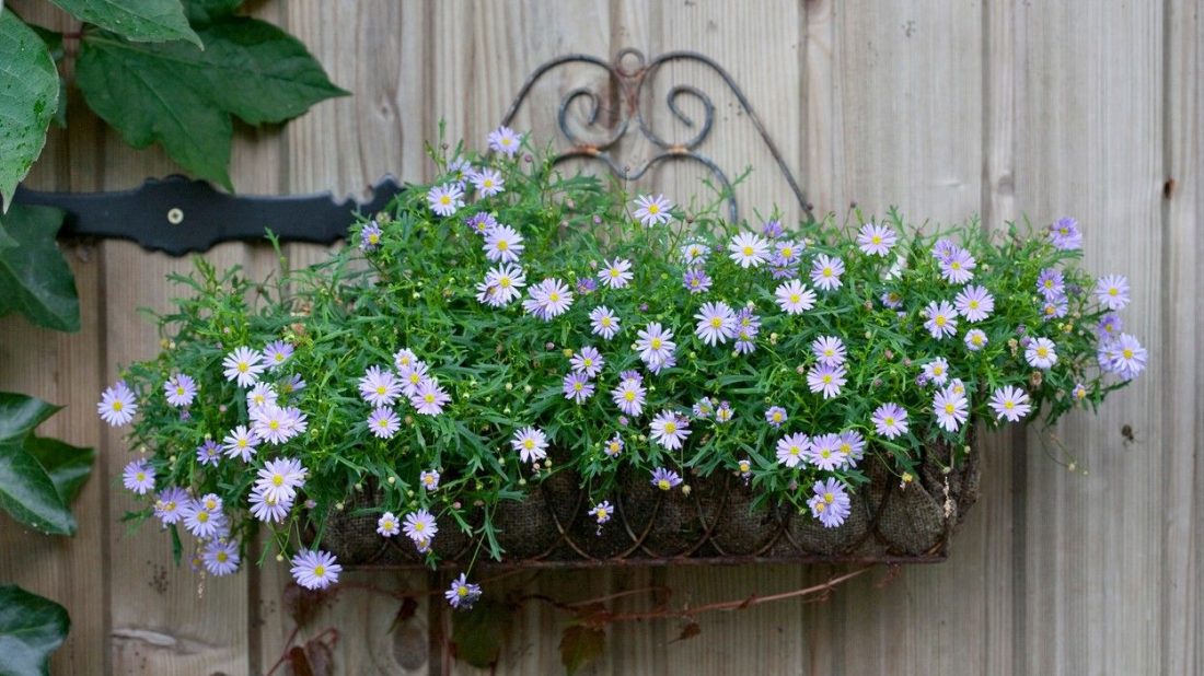 Brachyscome - Delight® Mauve - malé kvety