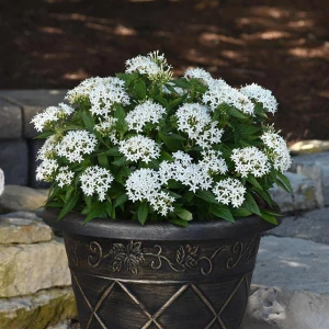 PENTAS Lucky White 12 cm