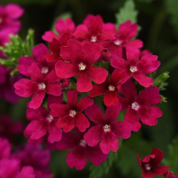 Verbena - Empress Flair Burgundy
