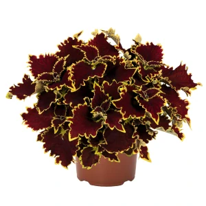 Koleus - Stained Glassworks CROWN JEWEL kv.11cm
