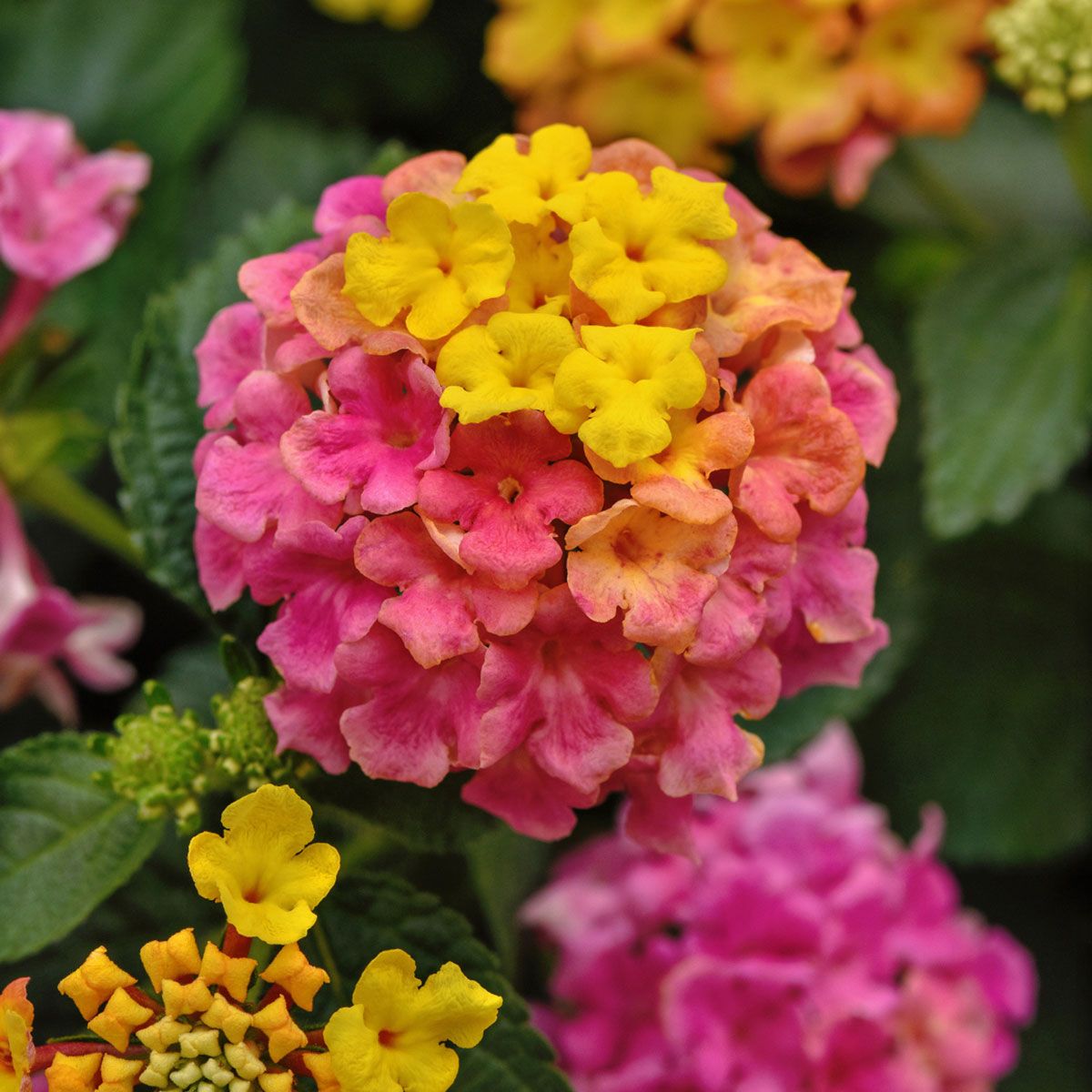Lantana - Shamrock Rose kv.10,5 cm