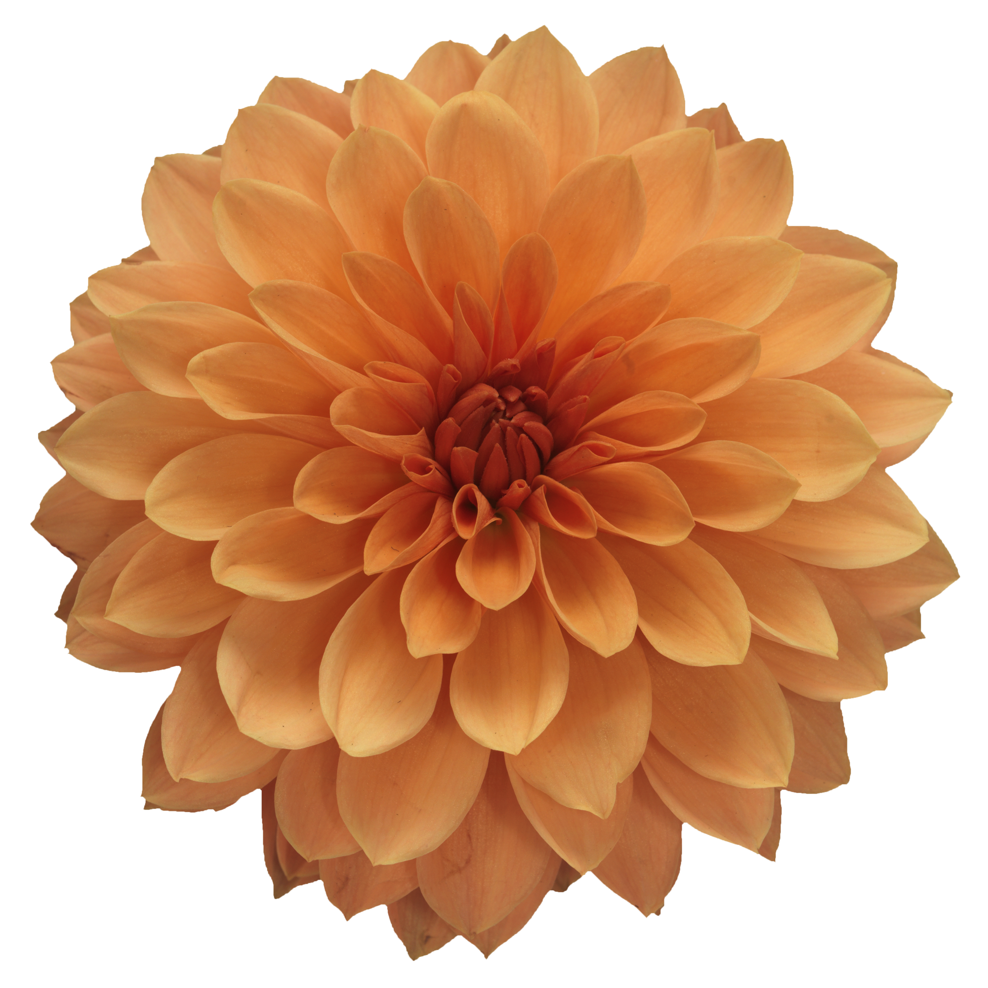 Dahlia - Dalina® Maxi Apricot