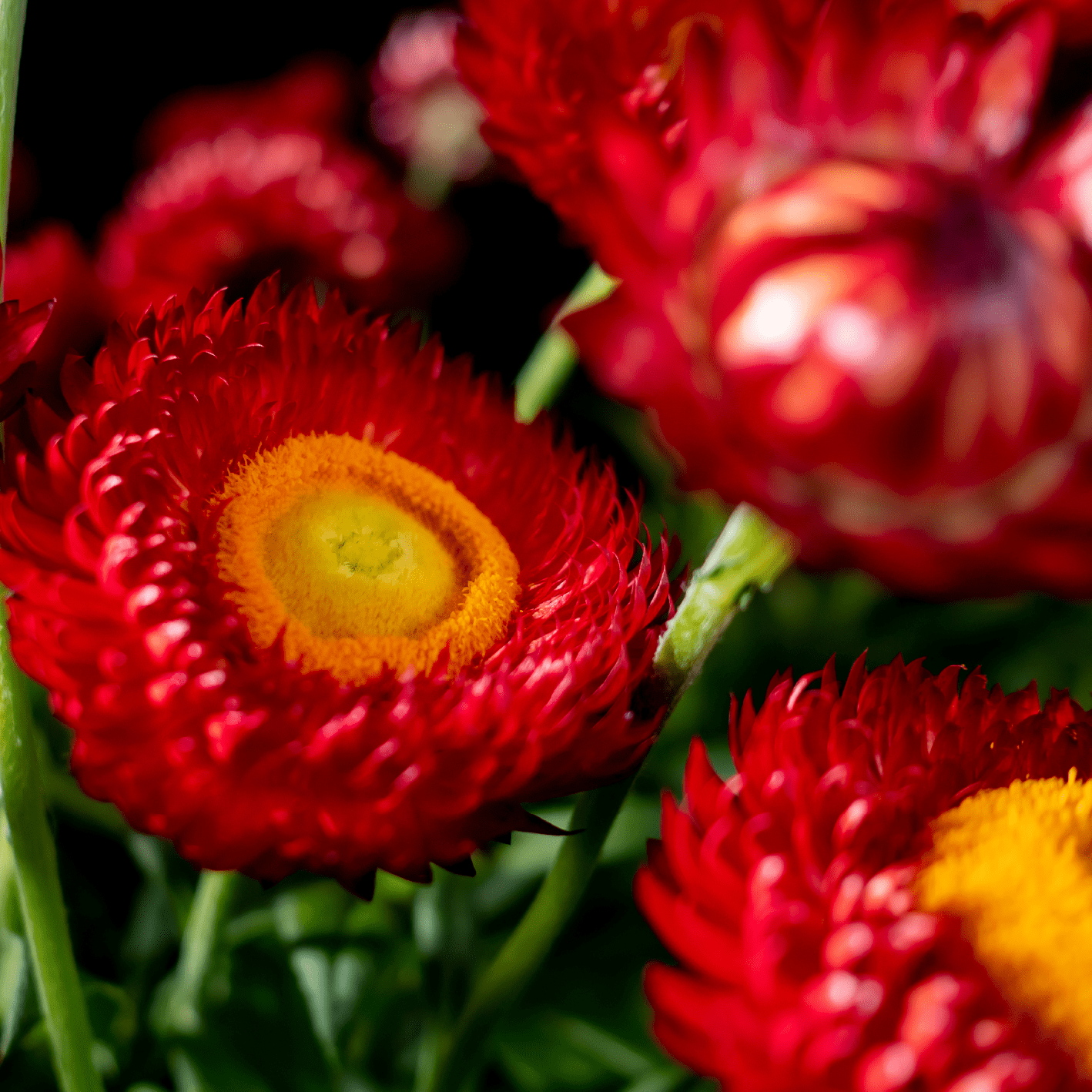 Bracteantha bracteata - Crispy Red kv. 12cm