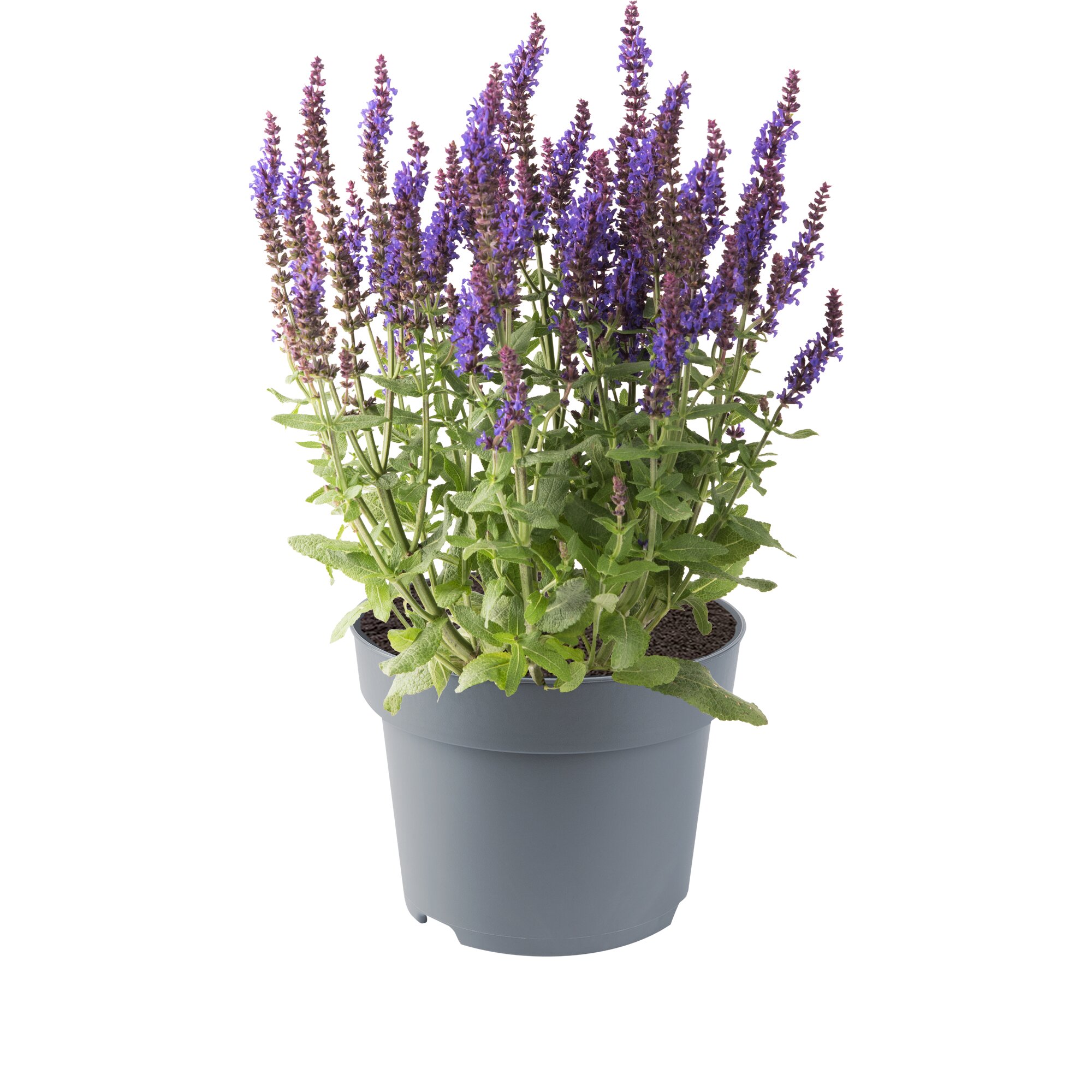 Šalvia hájna - Sensation® Medium Violet Imp. kont. 0,5l (12cm)