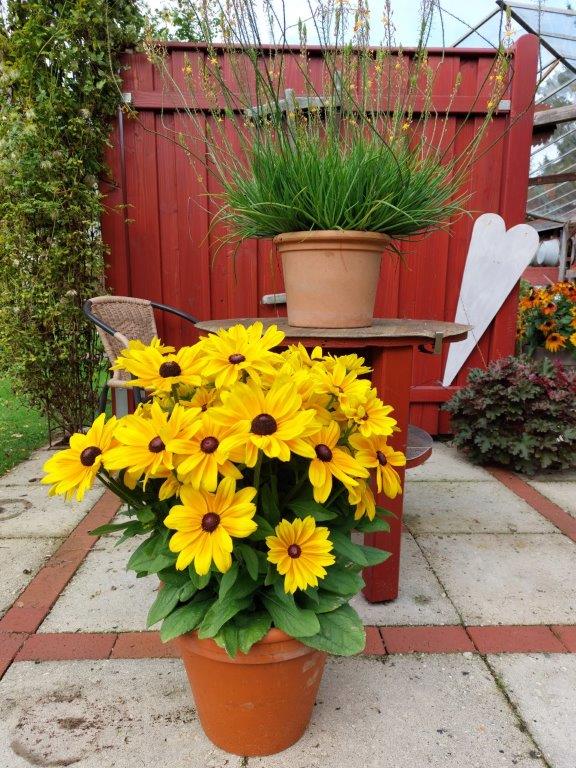 Rudbeckia fulgida - Sunbeckia® Maya