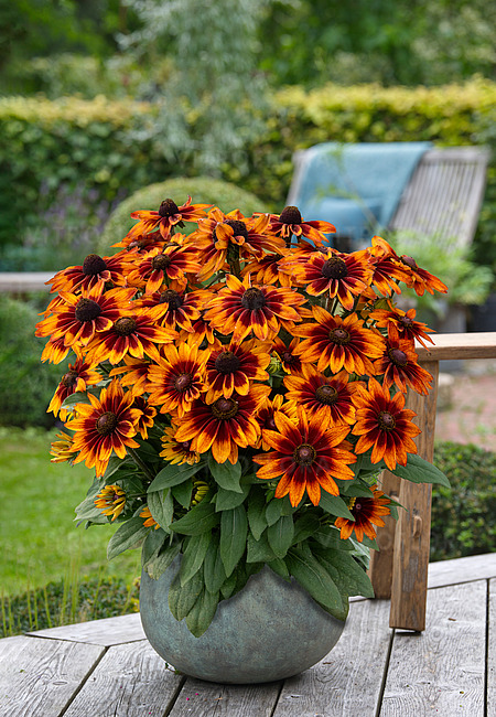 Rudbeckia fulgida - Sunbeckia® Sarah