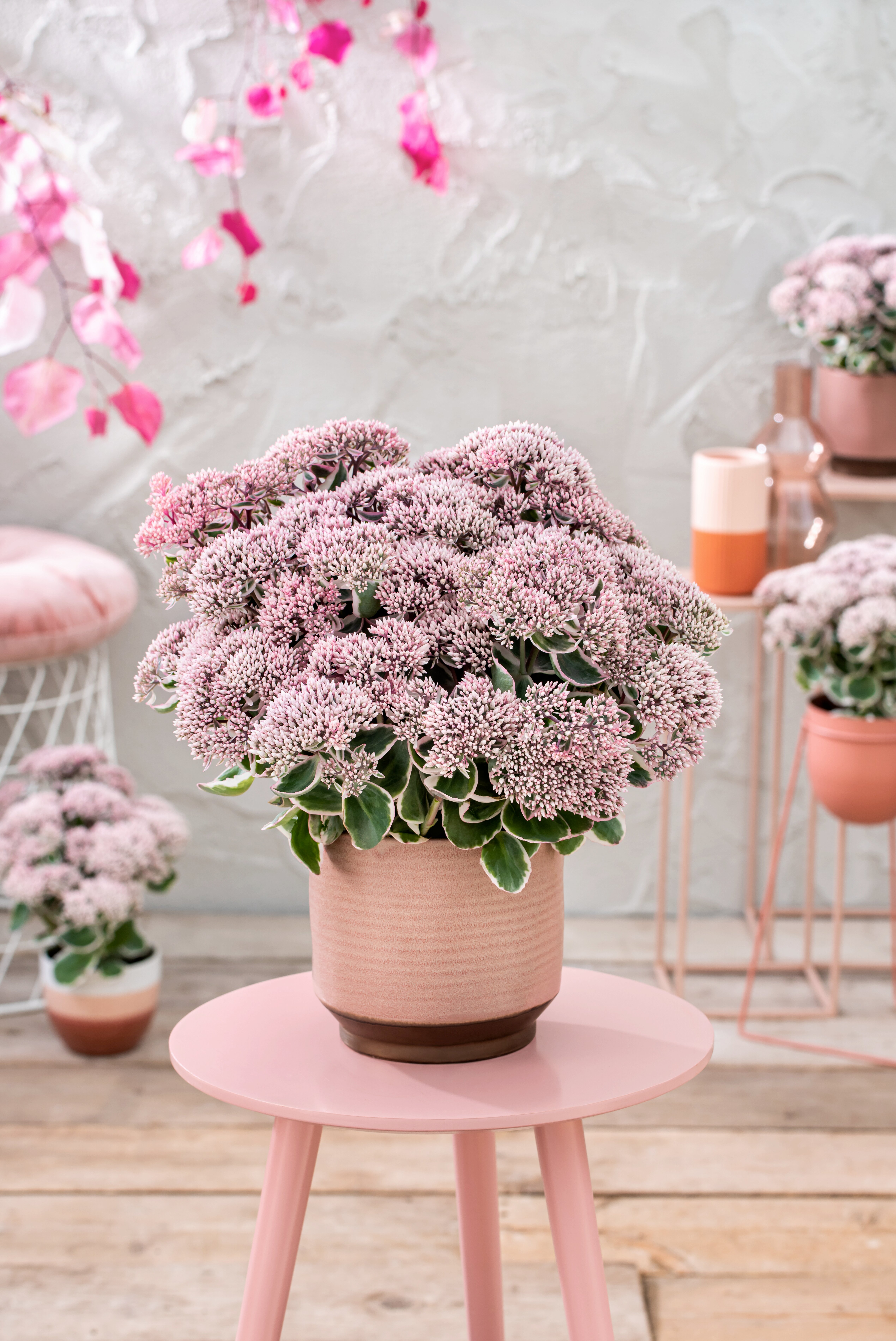 Sedum telephium - La Vie en Rose kv.12cm