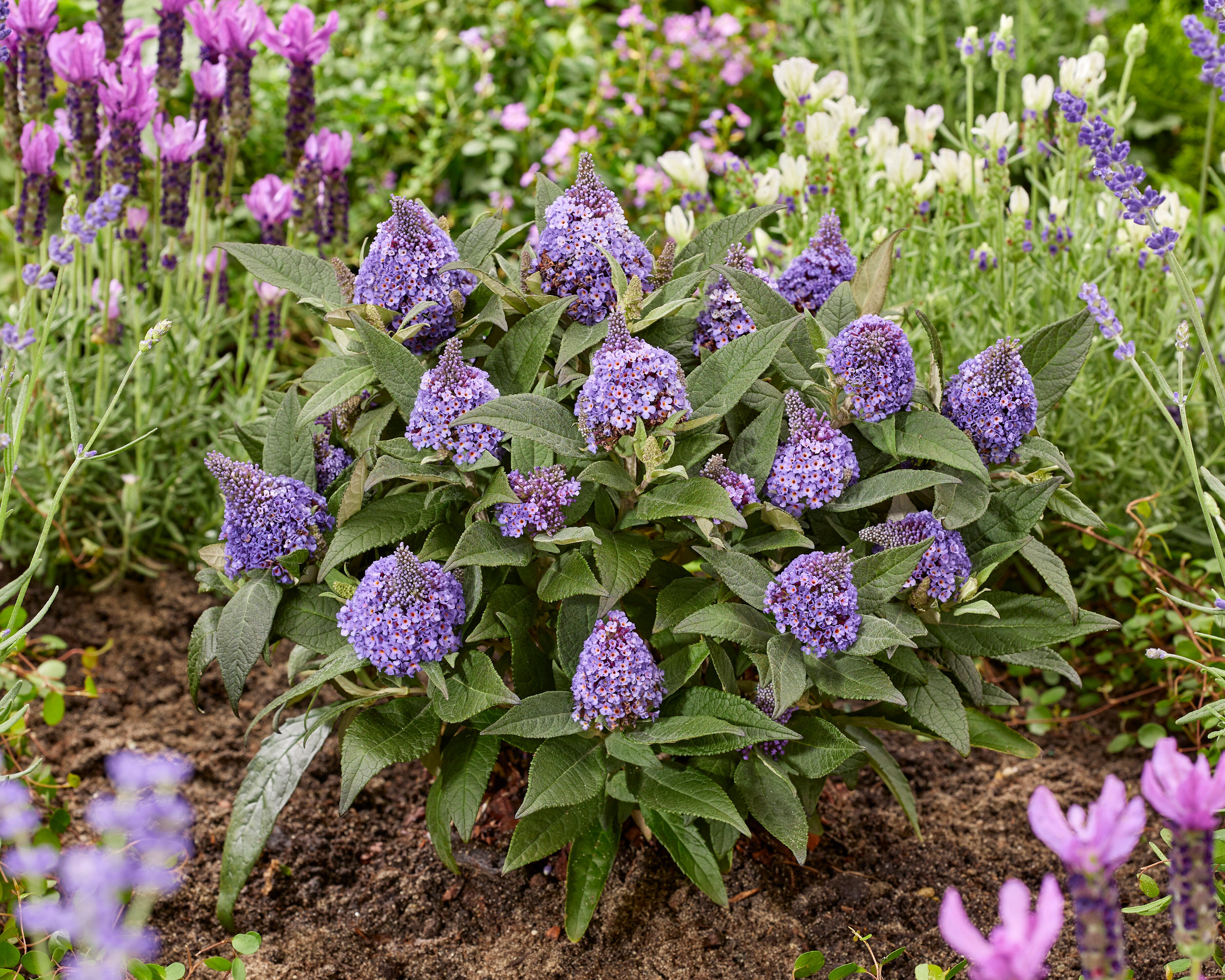 Buddleja davidii- 'Little Rockstars'® Blue kv.12cm
