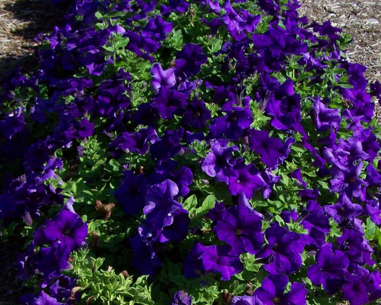 Petunia - Surfinia® Giant Blue