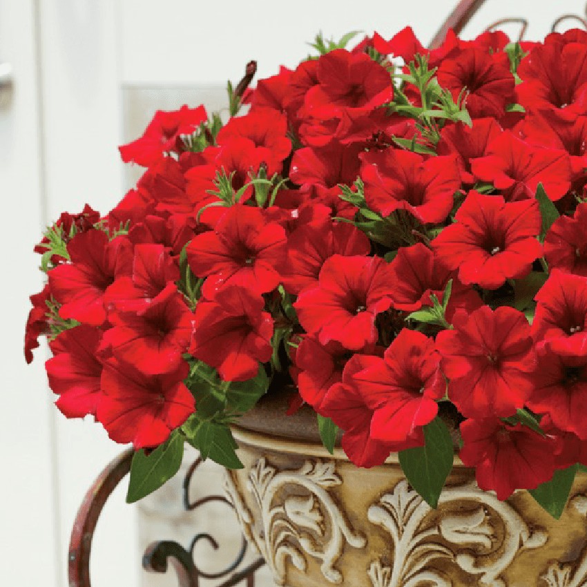 Petunia - Surfinia® Deep Red