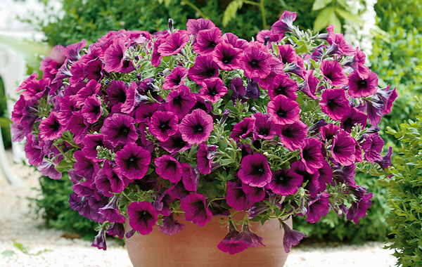 Petunia Supertunia® Merlot