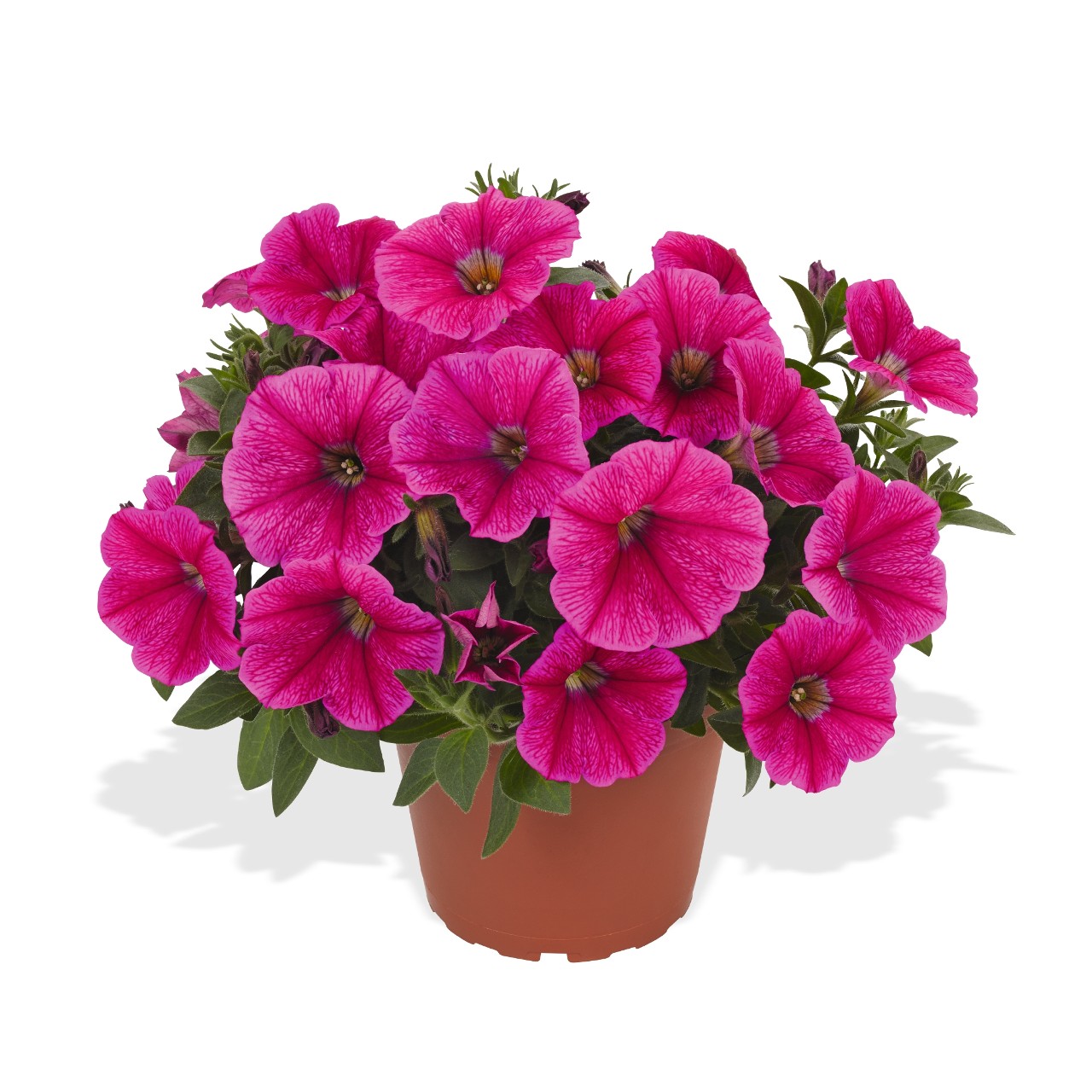 Petunia - Sweetunia® Rose Gem