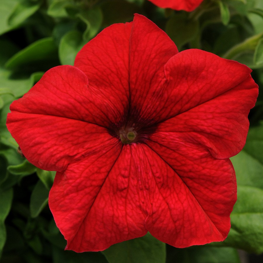 Petunia - Sweetunia® Red 
