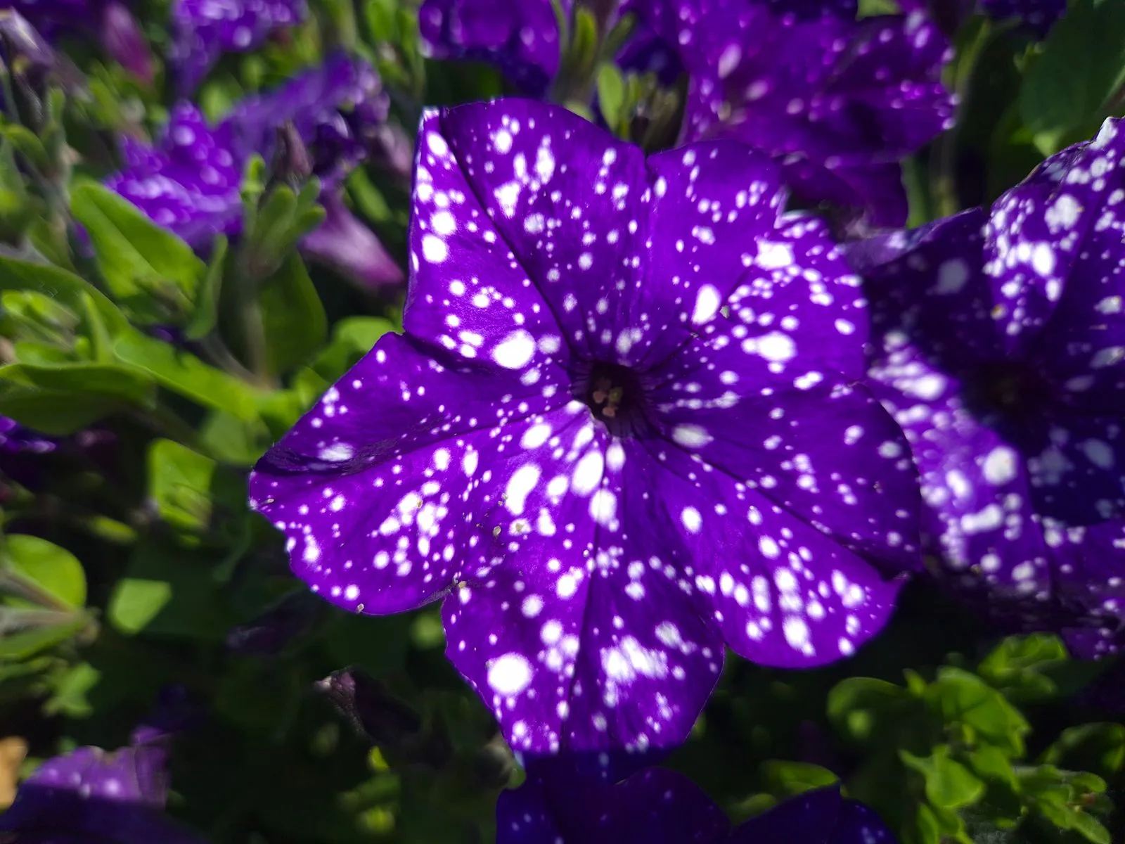 Petunia - Dolly Dots® Virgo