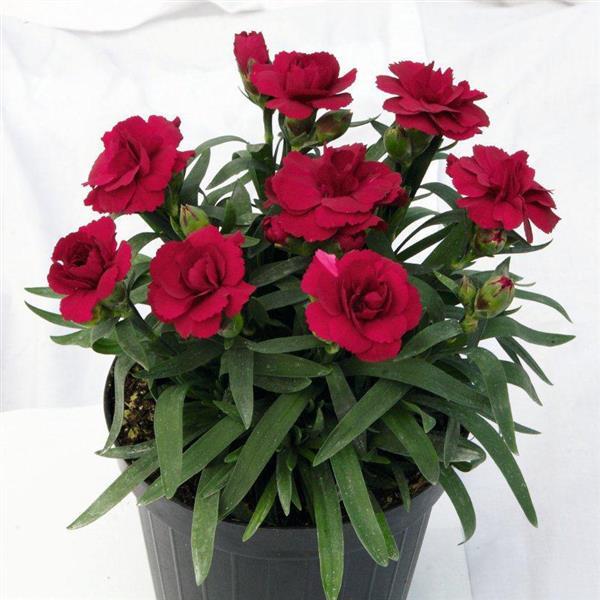 Dianthus Oscar® Dark Red