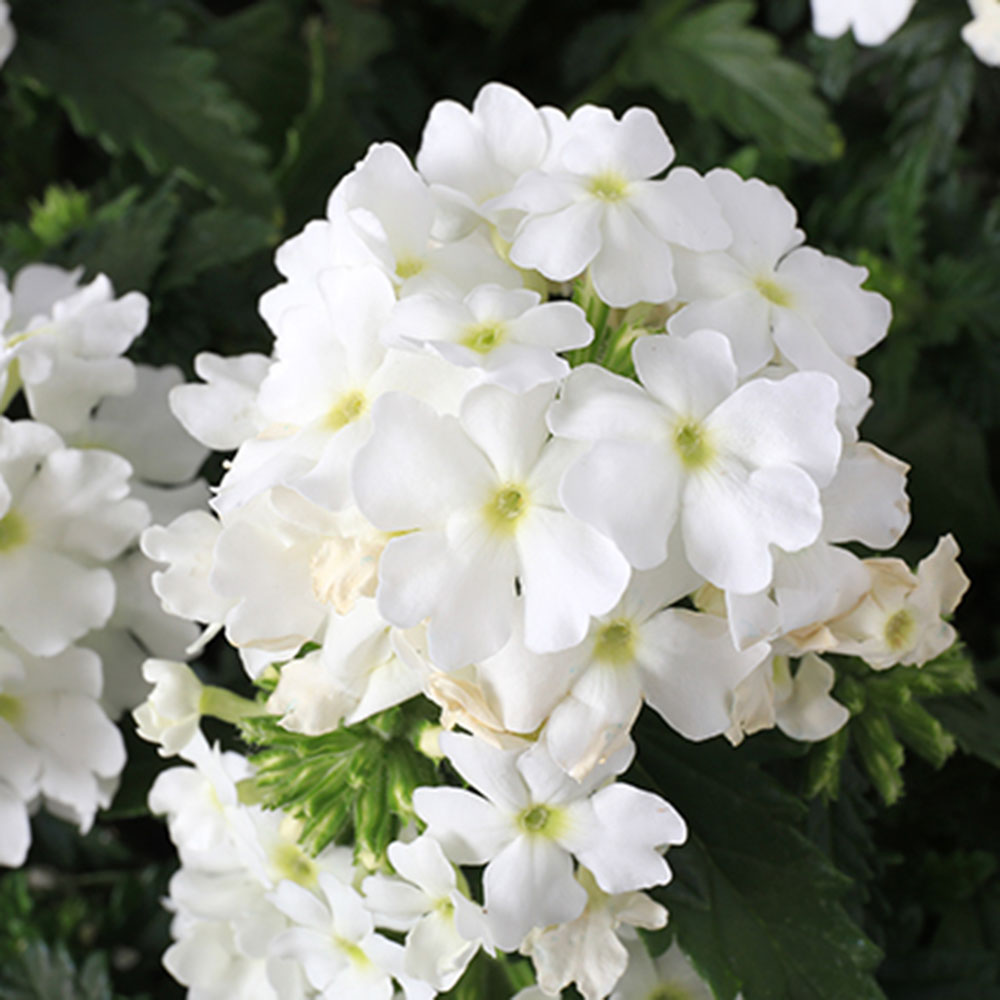 Verbena - Empress Flair White