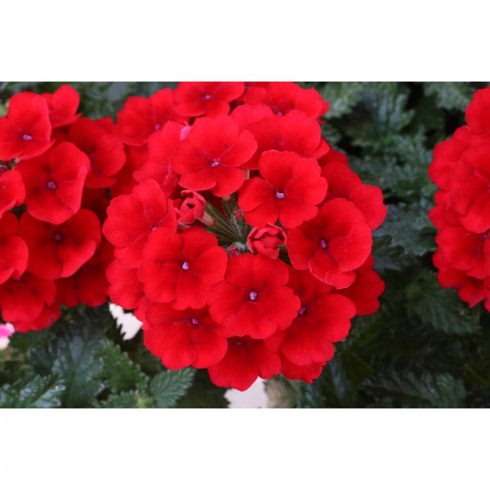 Verbena - Empress Flair Red