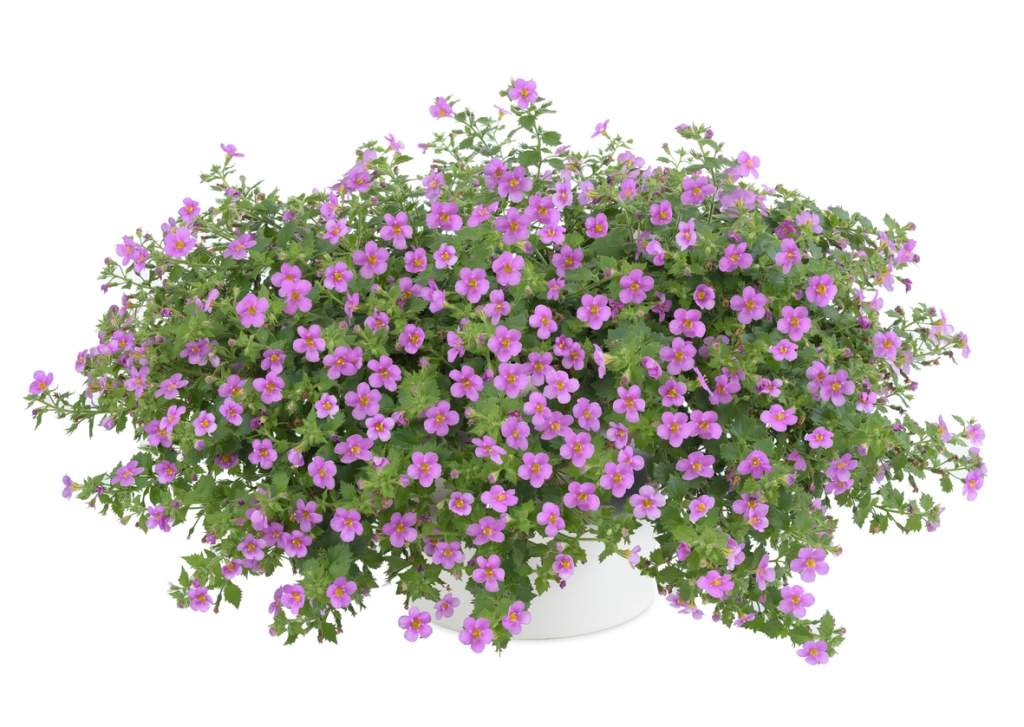 Bacopa - MegaCopa Pink