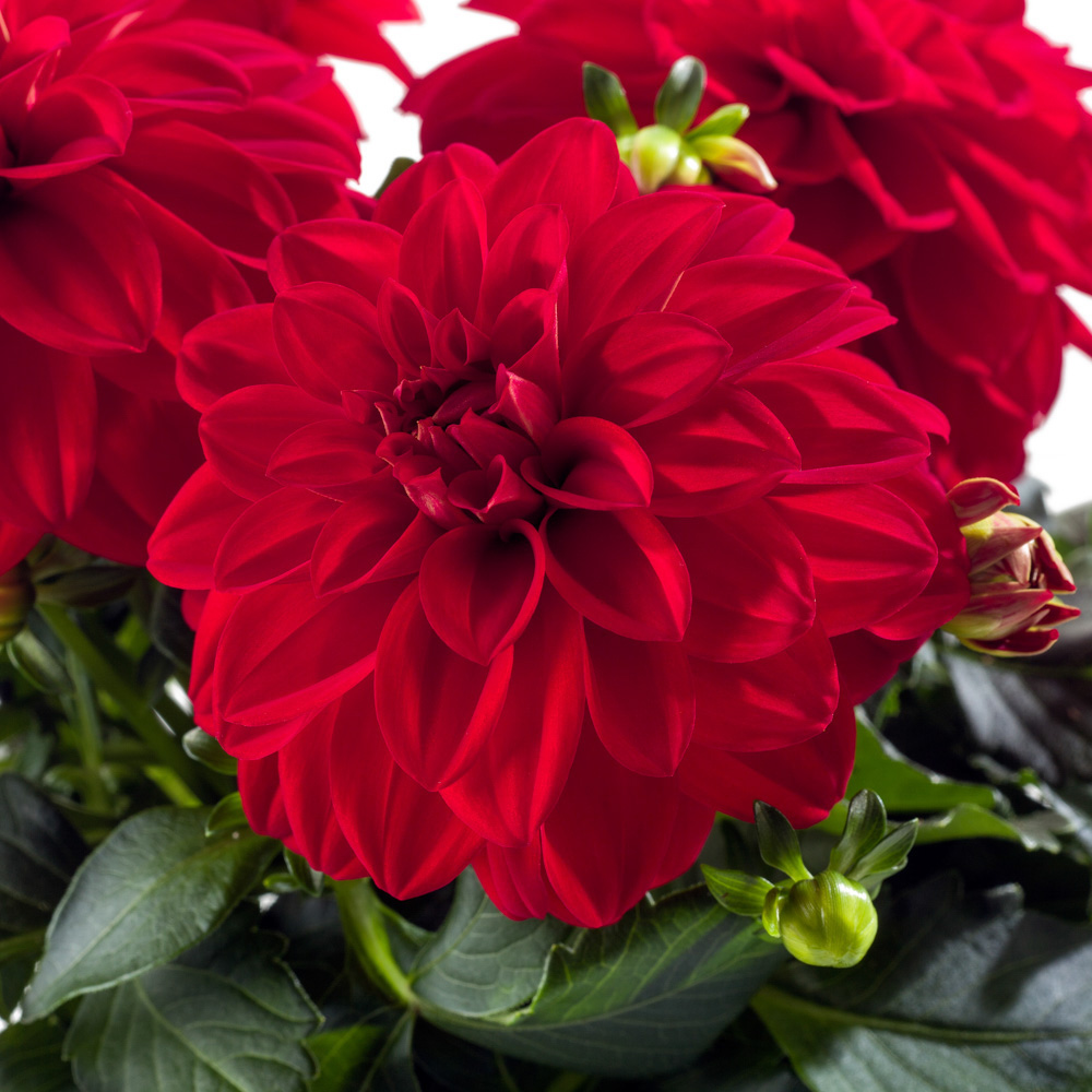 Dahlia - Novation®  RED