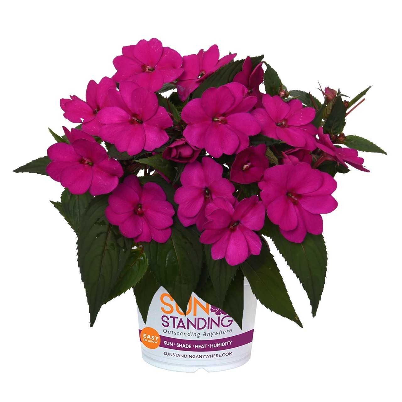 Netýkavky - SunPatiens® Compact Purple