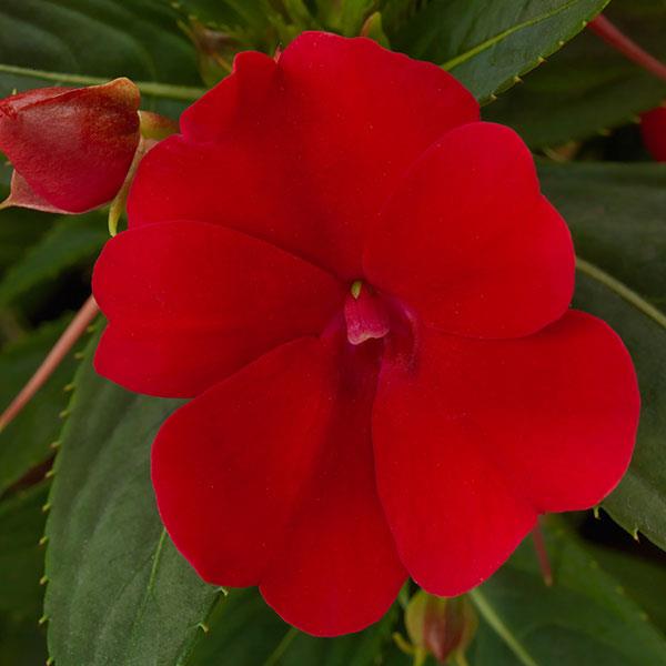 Netýkavky - SunPatiens® Compact Red