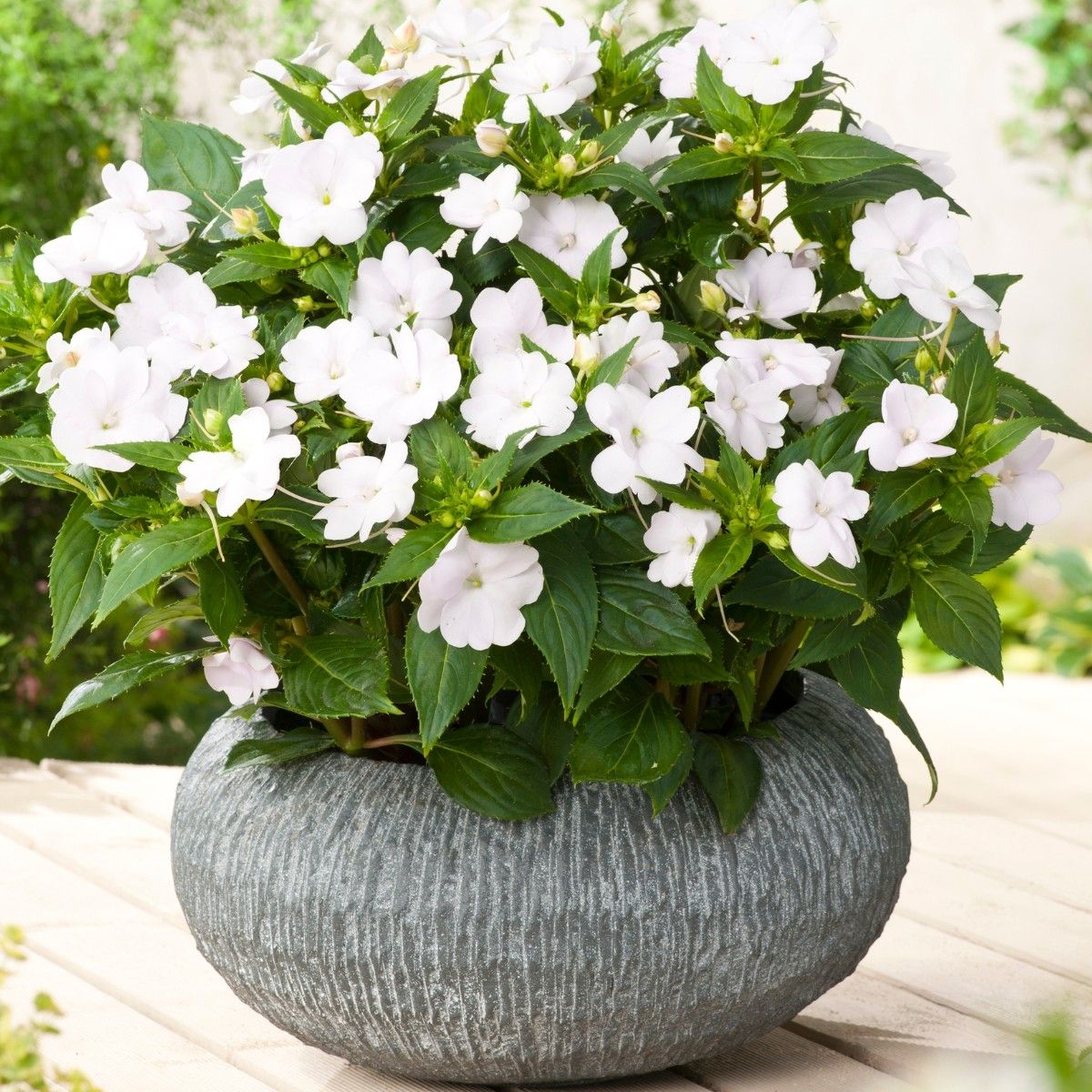 Netýkavky - SunPatiens® Compact White