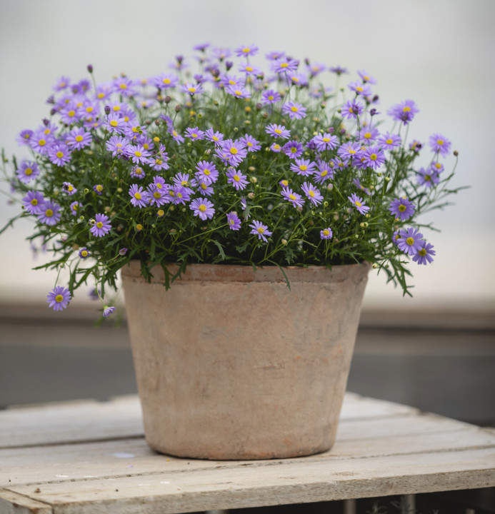 Brachyscome - Delight® Mauve - malé kvety