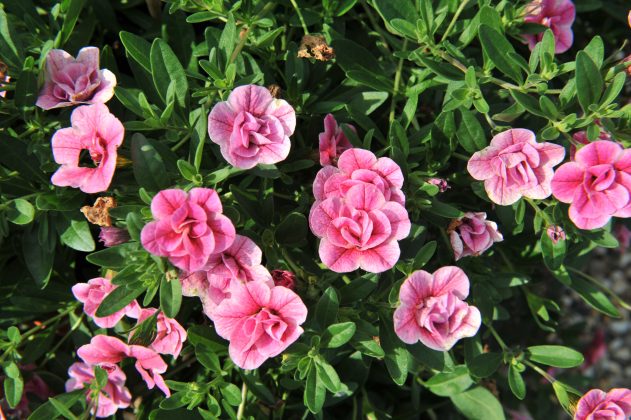 Calibrachoa -Cabaret® Double Pink