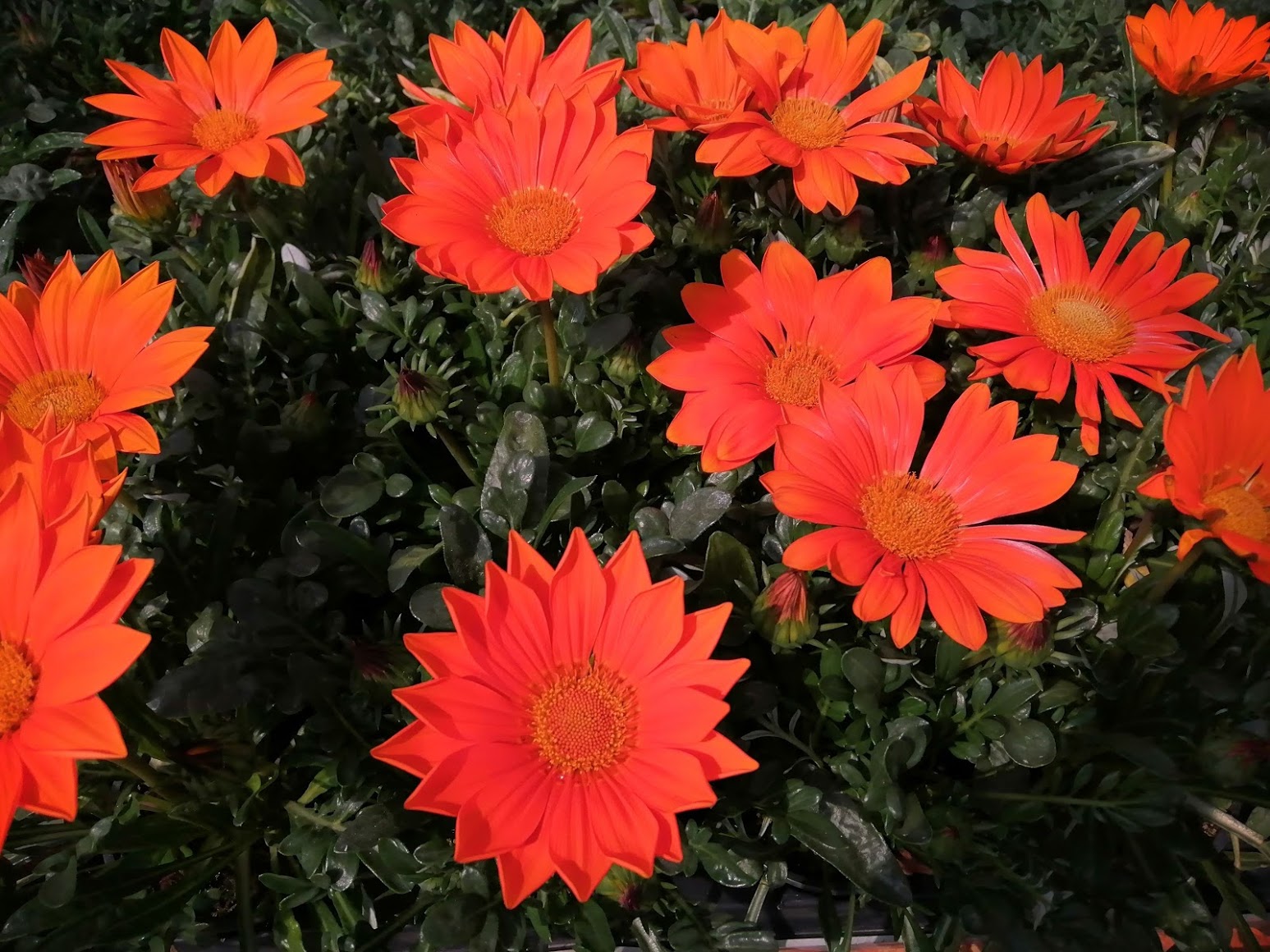 Gazánia - New Day® - ORANGE kv.10,5 cm