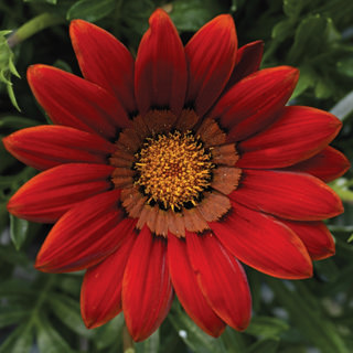 Gazánia - New Day® - RED kv.10,5 cm