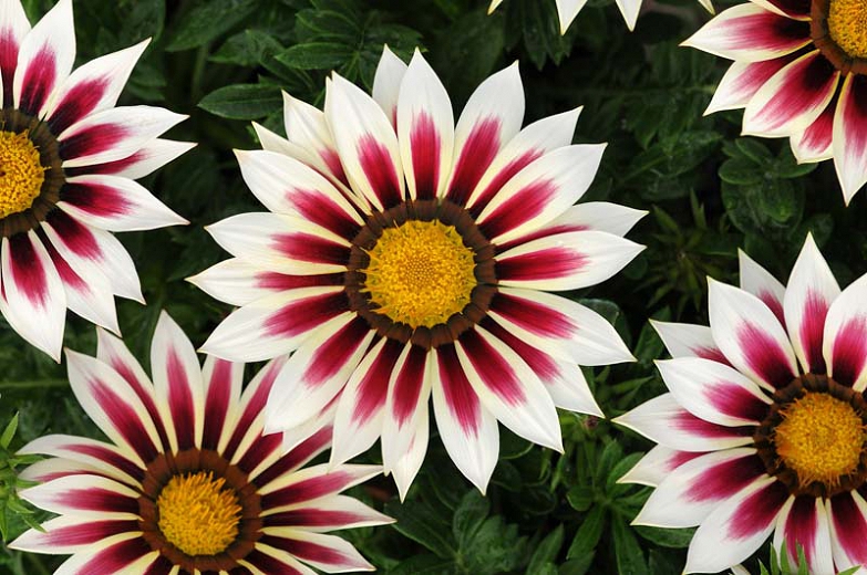 Gazánia - New Day® - ROSE STRIPE kv.10,5 cm