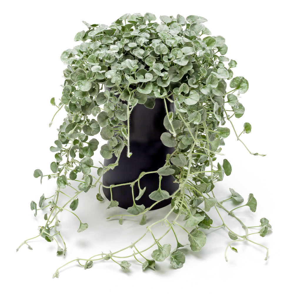 Dichondra - Silver falls kv.10.5cm