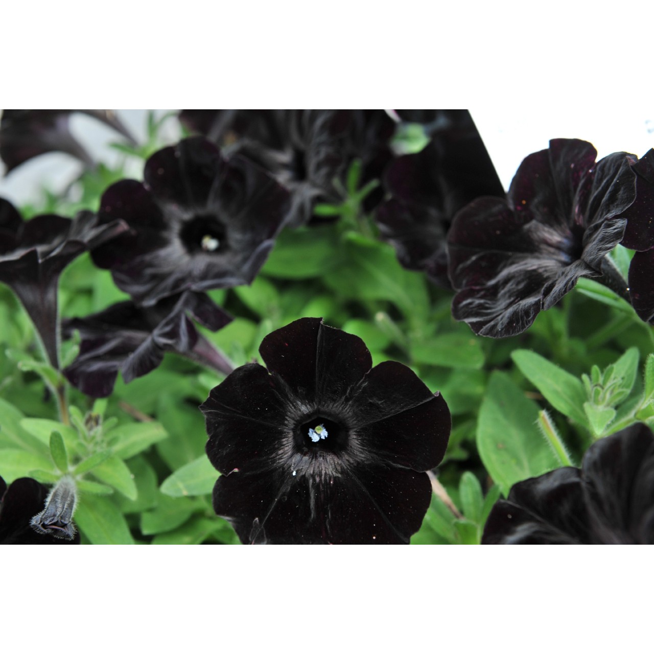 Petunia - Sweetunia® Black 