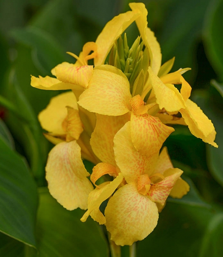 Kana - Canna Cannova Yellow