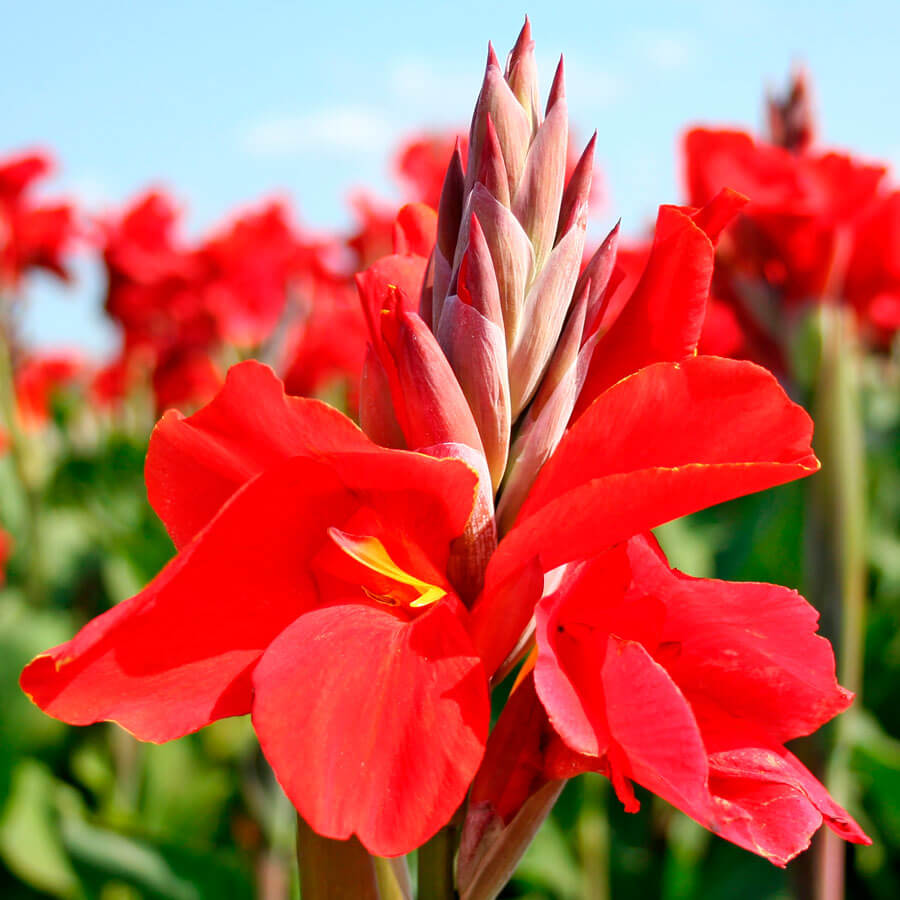 Kana - Canna Cannova RED