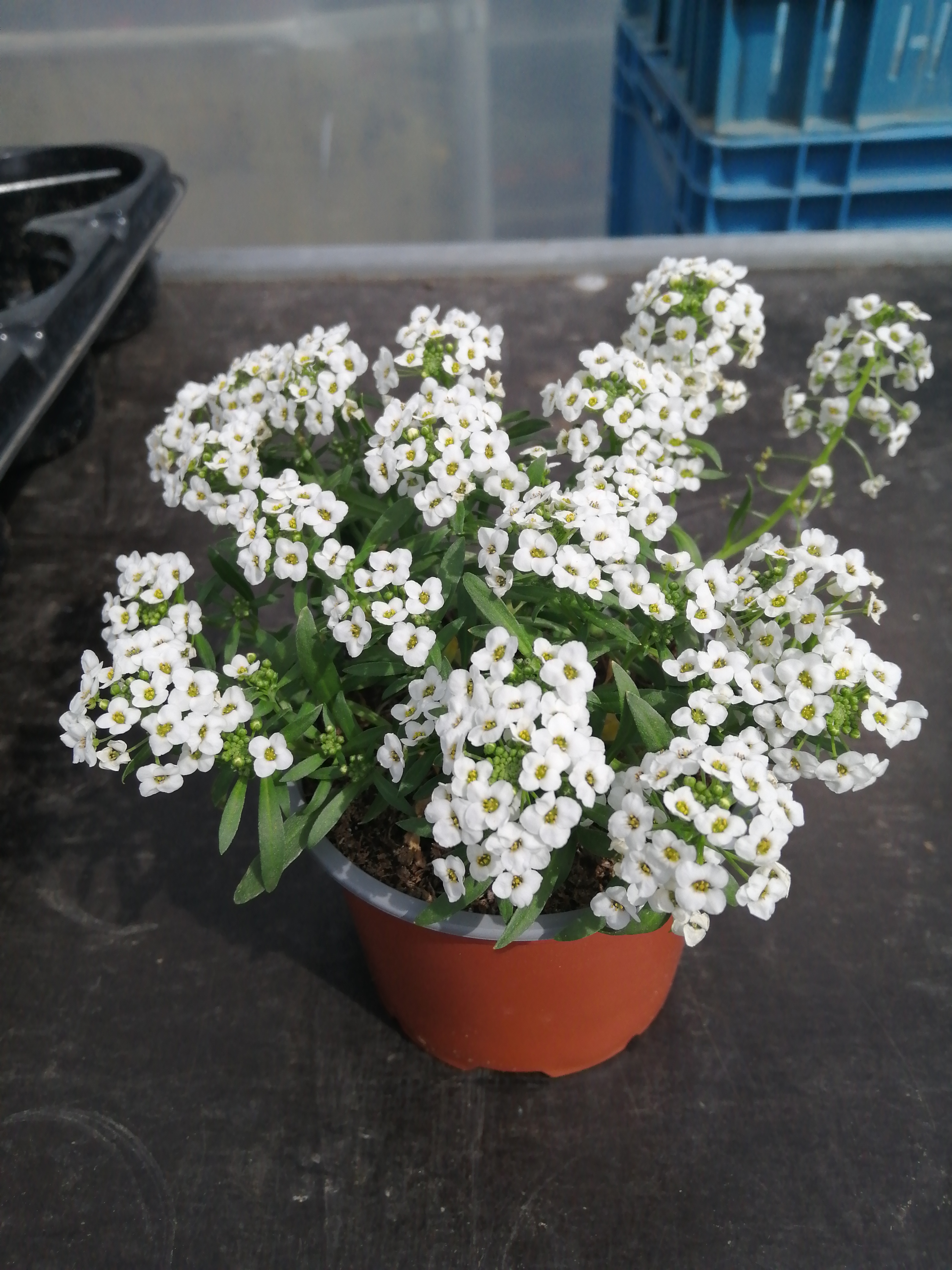 Lobularia Yolo White