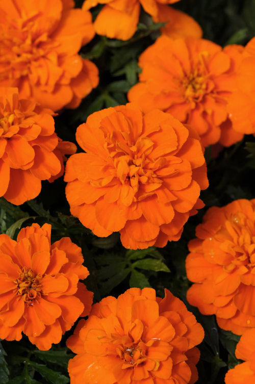 Tagetes patula - Aksamietnica oranžová nízka 10 ks